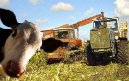 Сільське господарство Дубенського району