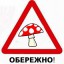Остерігайтеся отруєння грибами!