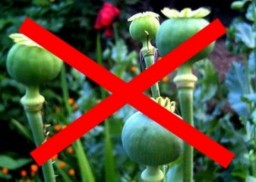 Пам'ятайте про відповідальність за посів та вирощування маку!