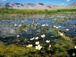 Сьогодні - Всесвітній день водно-болотних угідь