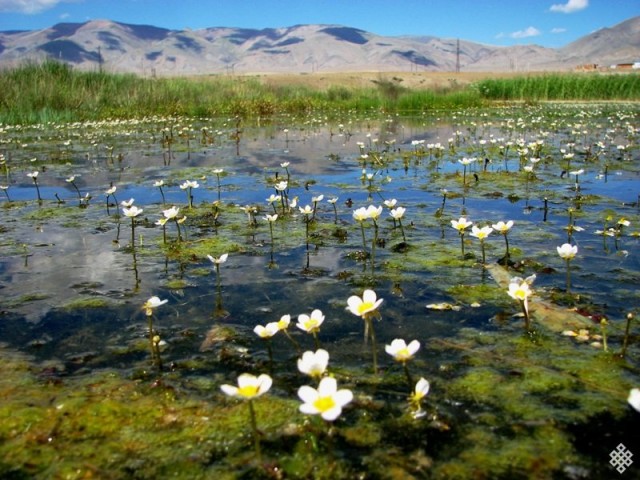 Сьогодні - Всесвітній день водно-болотних угідь