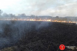 У Дубні горіли очерет та чагарники