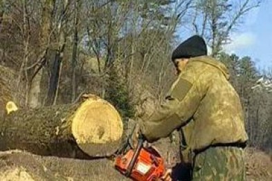 Зрізав ясен - і заподіяв збиток на 7 тисяч гривень