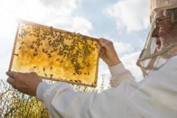 Пасічників Дубенщини запрошують на конференцію