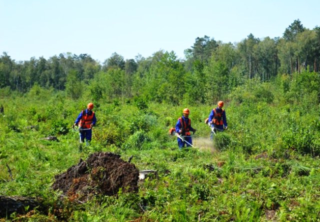 Лісівники Рівненщини з початку року провели санітарно-оздоровчі заходи на 7354 гектарах