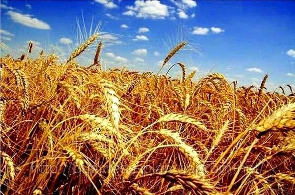 На Рівненщині почали збирати врожай