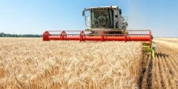 На Дубенщині розпочалися жнива
