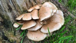 Buy Psychedelic mushroom chocolate bars