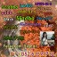 Hot Selling 5cladba, 5cladb, 5cl, 5cl-adb, 5cl-adb-a, Adbb Raw