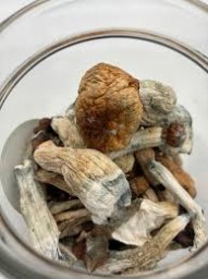 Buy Golden Teacher Cubensis Mushrooms Online in Canada