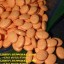 Signal:(@Realjames.39)Buy Zopiclone 7.5mg Diazepam 10mg Diazepam 5mg Xanax Oxycodone Adderall Xanax 