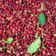 Arabica coffee beans +256790560642 coffee Robusta Crafted to Export Argentina Bolivia Chile Colombia