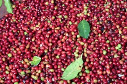 Organic Robusta coffee +256790560642 Arabica whole bean coffee traders Roma—Italia Morocco Saudi Ara
